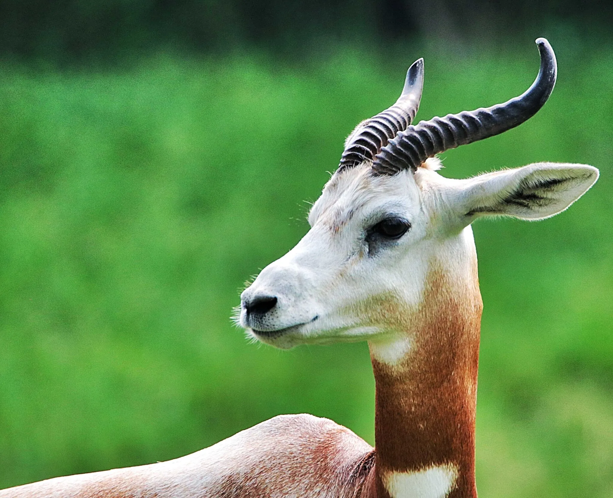 Picture of a gazelle