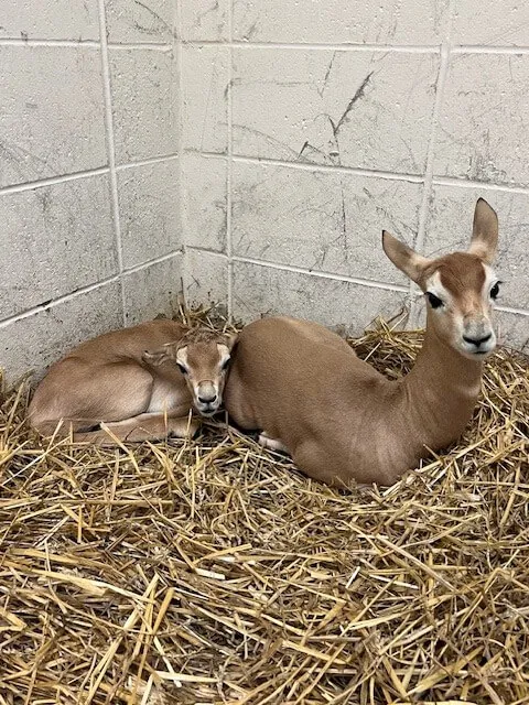 Two gazelle calves lying down