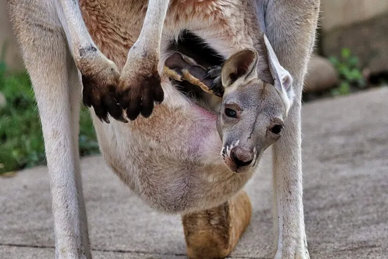 Kangaroo joey peeking out from mother's pouch