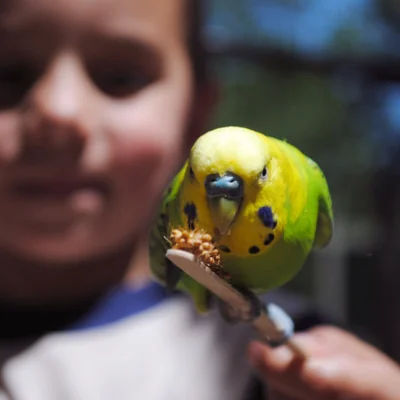 A budgie sits on a stick containing small seeds as food. In the background, you can see the blurry outline of a child holding the stick with the bird.