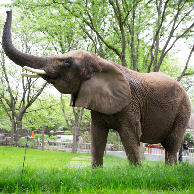 African elephant in profile with its trunk extended into the air.