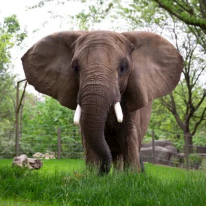 African elephant faces the camera from inside a zoo exhibit. It is standing in tall, green grass and there are trees in the background.