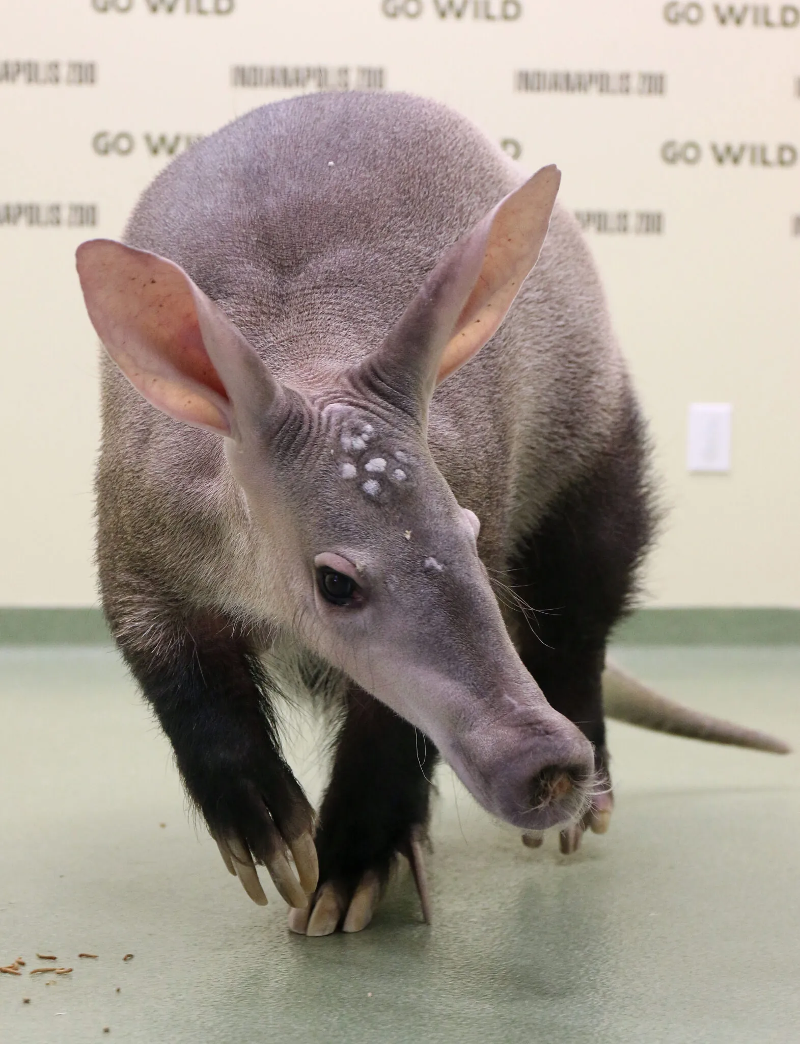 Aardvark facing front