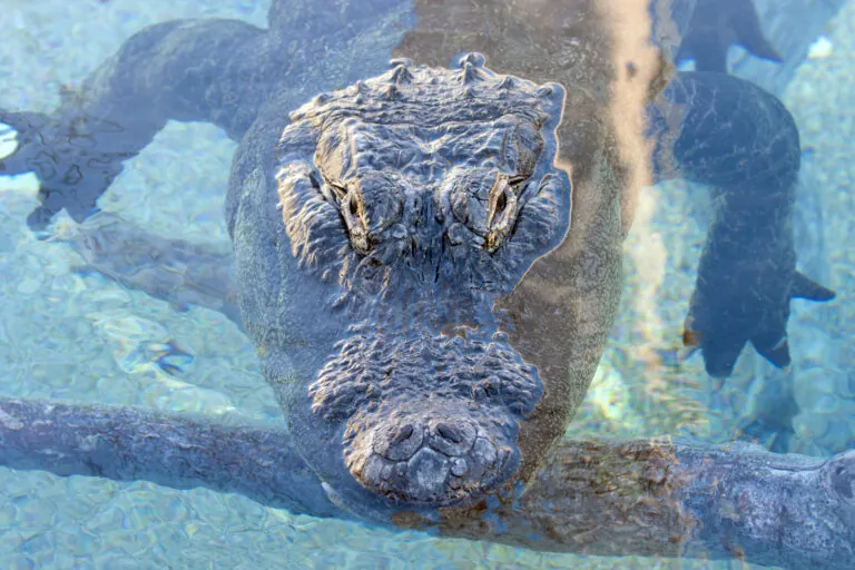 Alligator in water