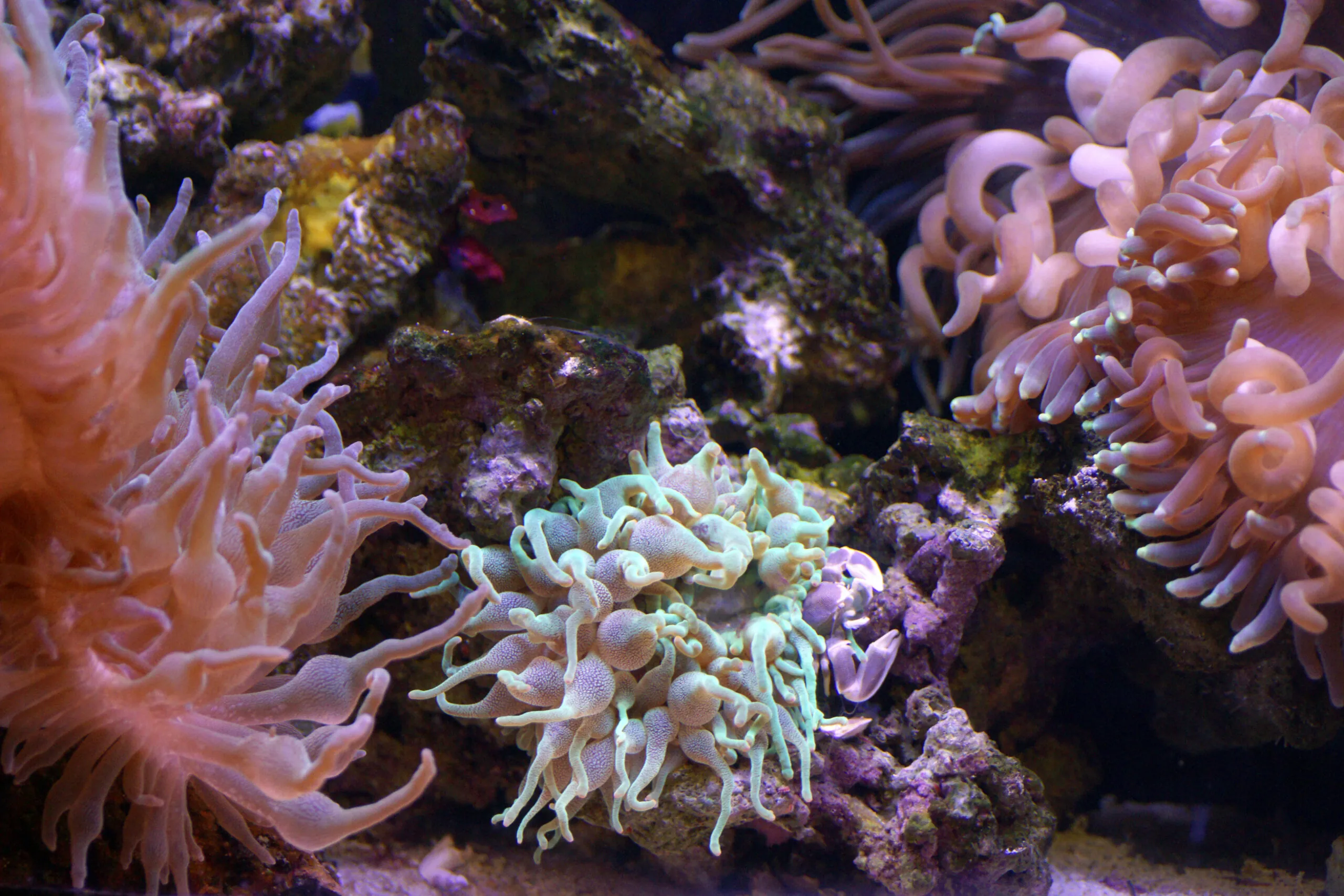 Anemones on a reef
