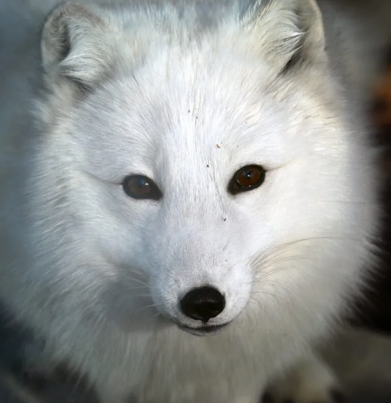 Arctic fox