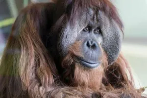 azy the orangutan sitting looking at the camera