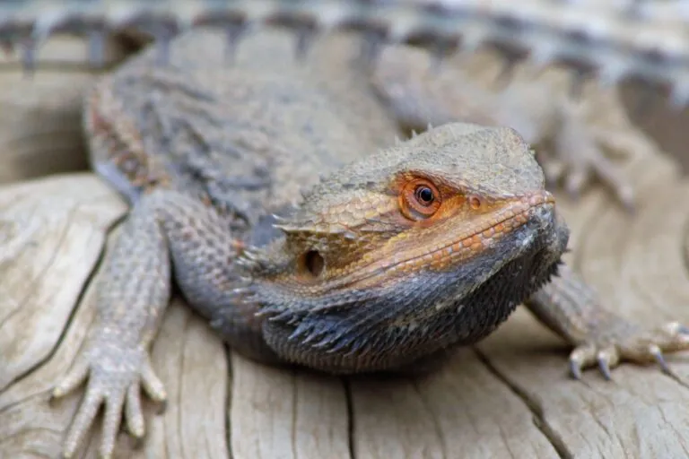 Bearded dragon