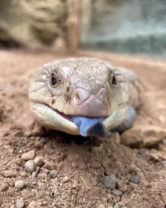 Blue-tongued skink with tongue out