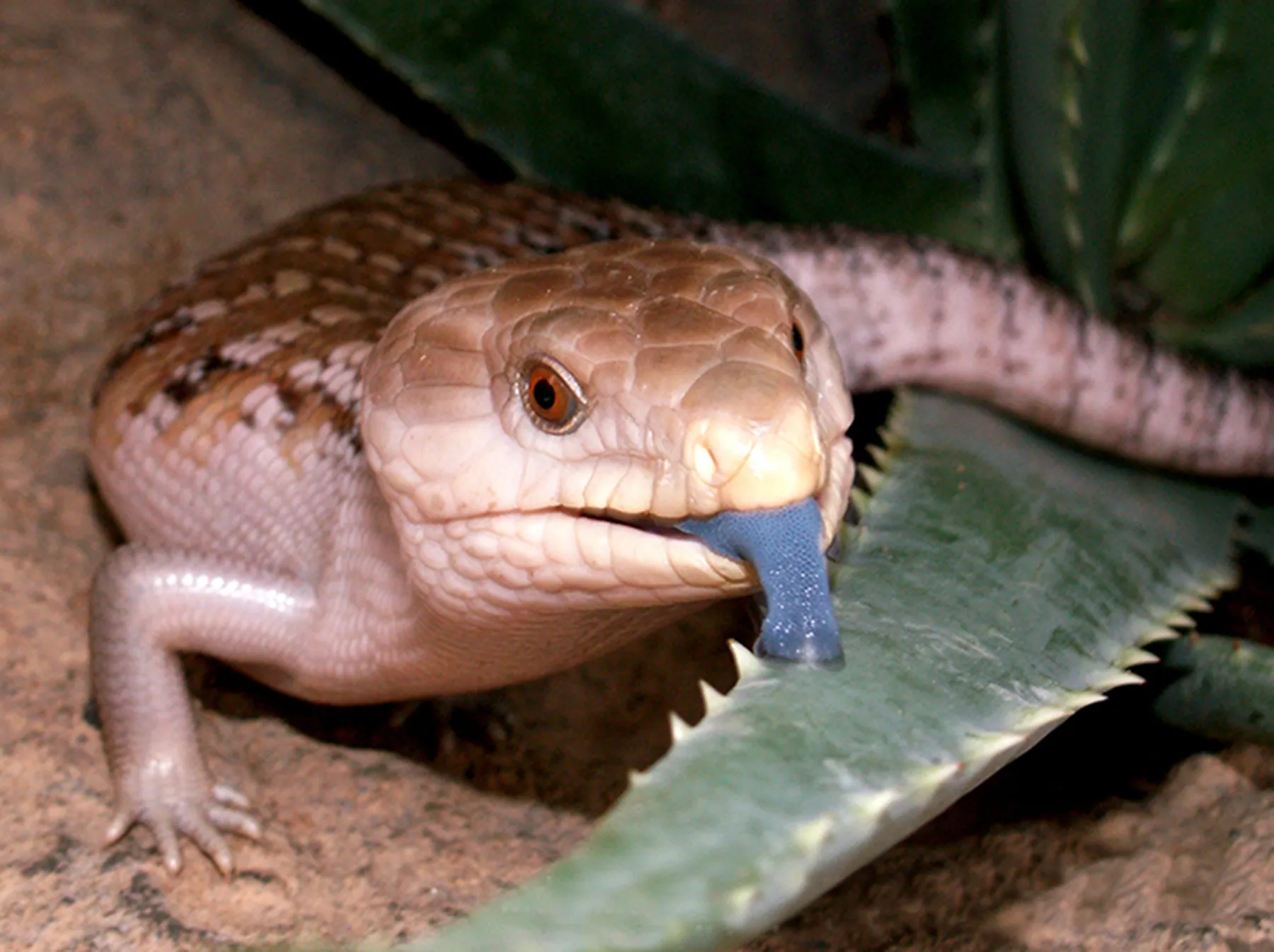 Blue-tongued skink licking a plant