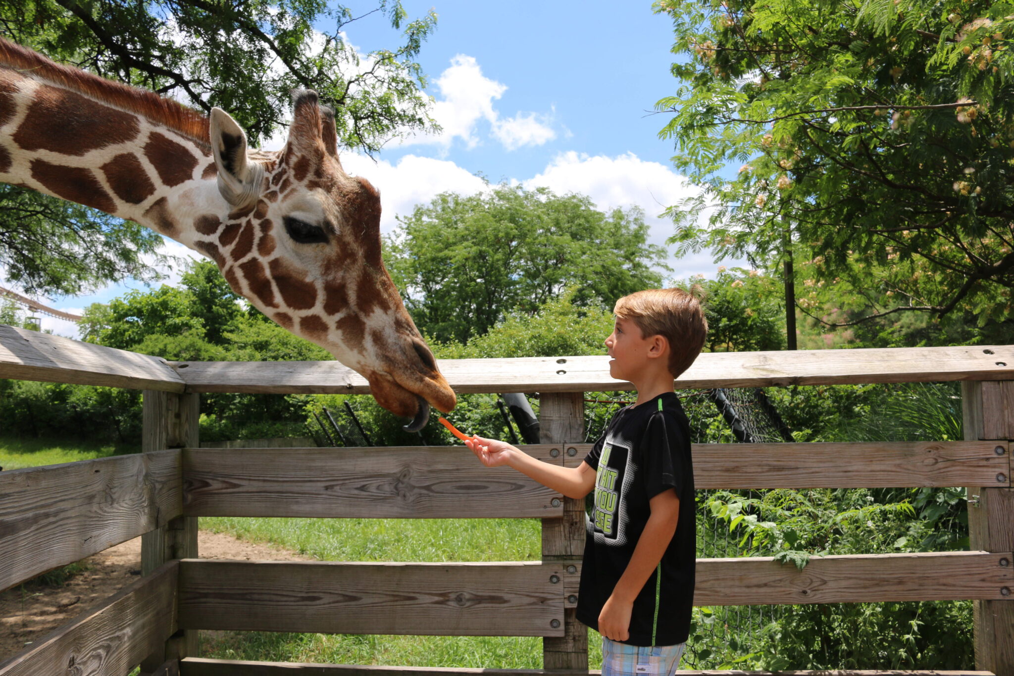Boy feeding giraffe - 2022