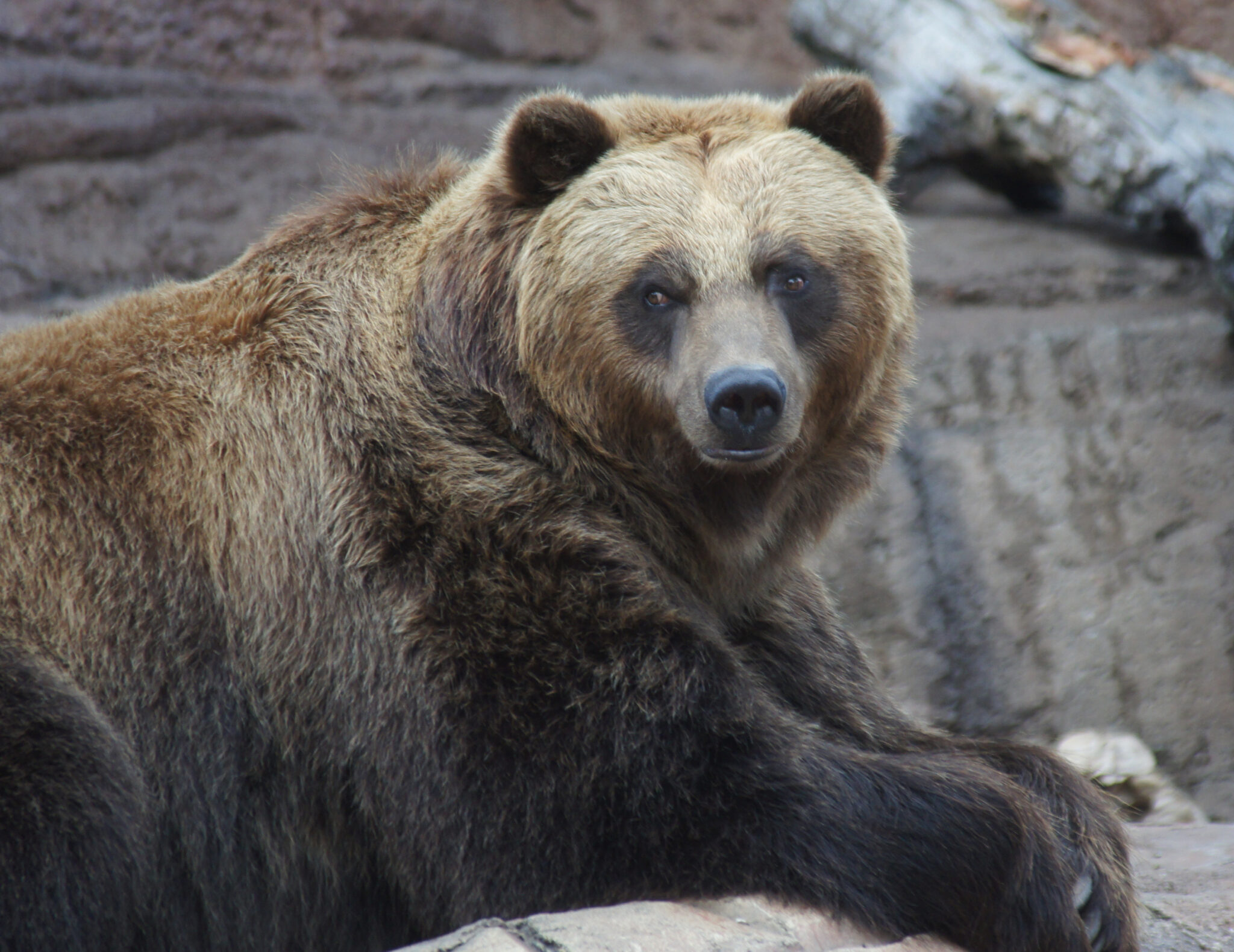 Brown bear lying down