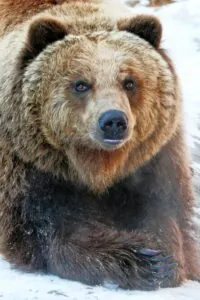 Brown bear close-up