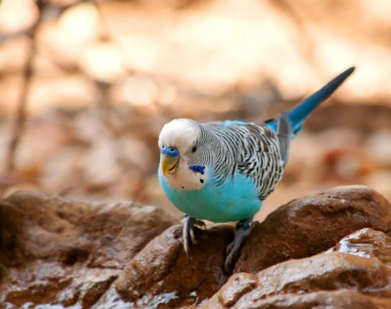 Blue budgie