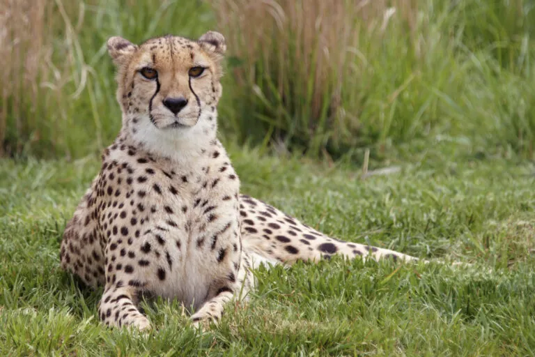 Cheetah sitting in grass