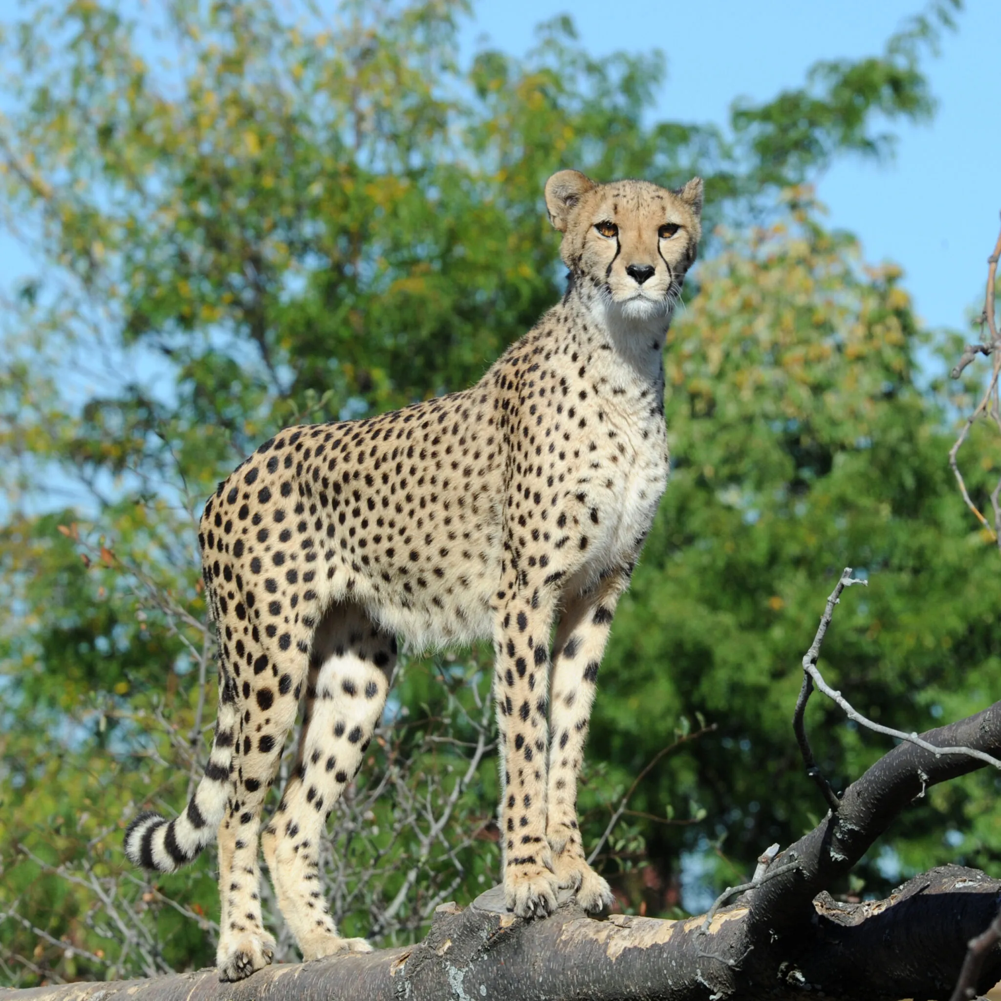 Cheetah stands on a fallen tree. The sky is clear and there are green leaves in the background.