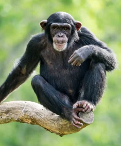 Chimpanzee on branch