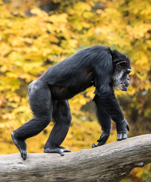 Chimpanzee in profile