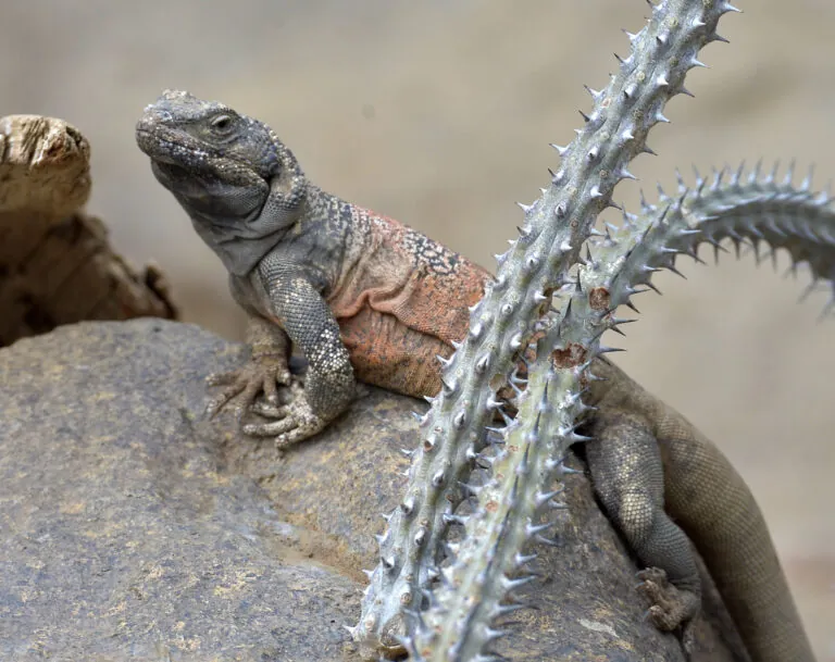 Chuckwalla on a rock with cactus