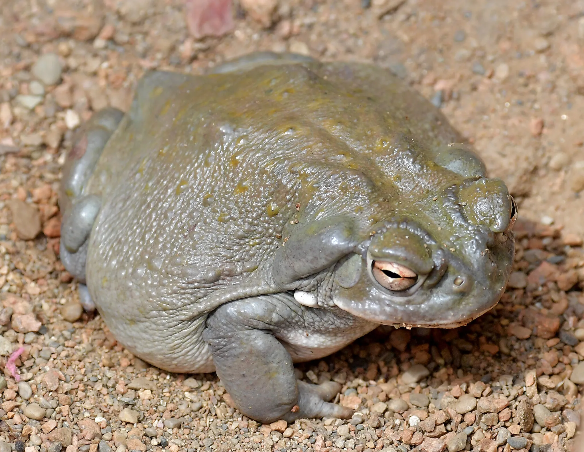 Colorado River Toad