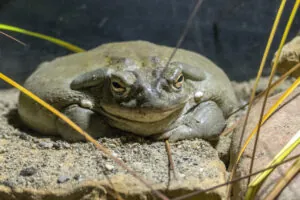 Colorado River toad on a rock