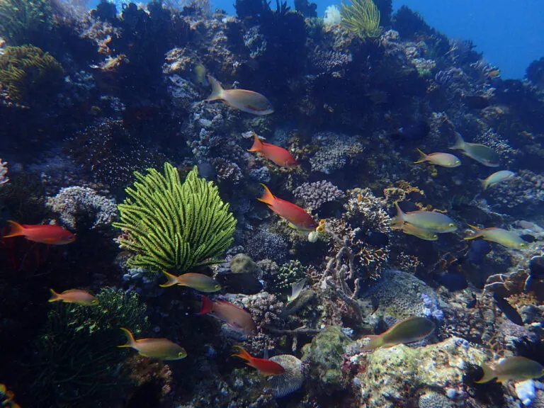 Coral reef with fish