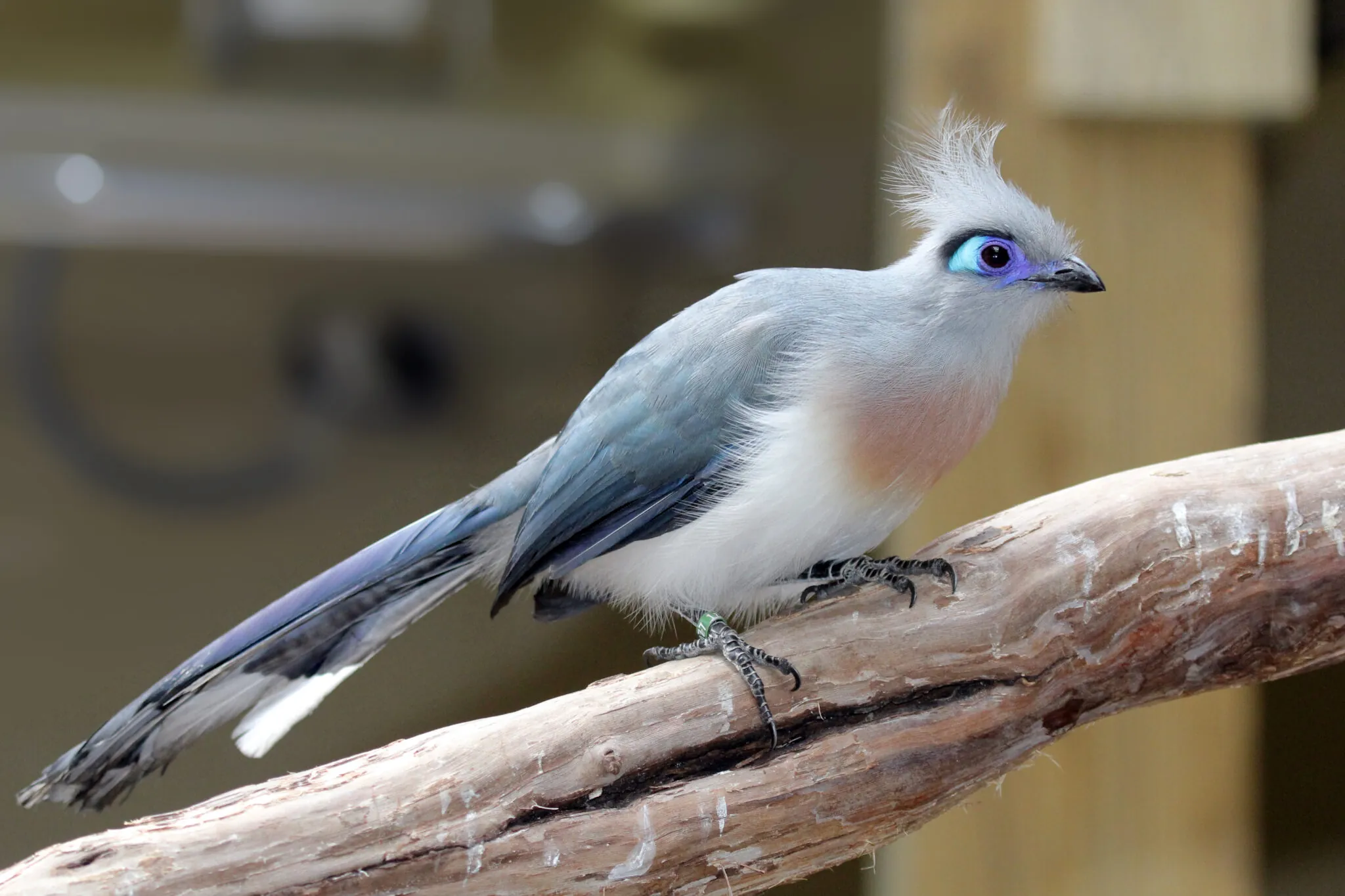 Crested coua on a branch