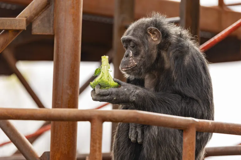 Chimpanzee holding broccoli