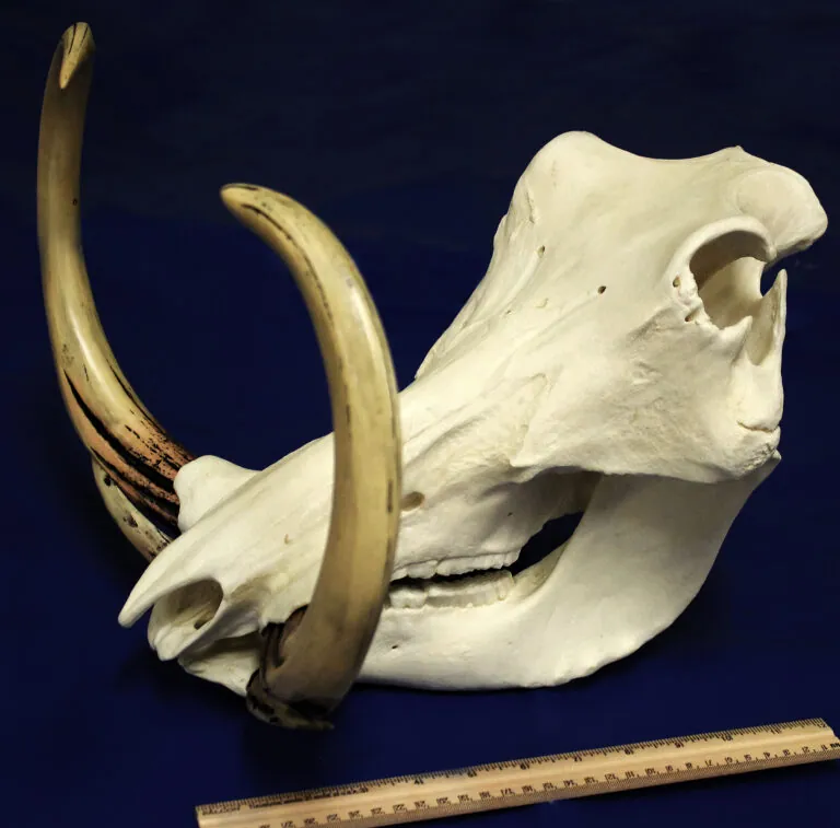 Warthog skull