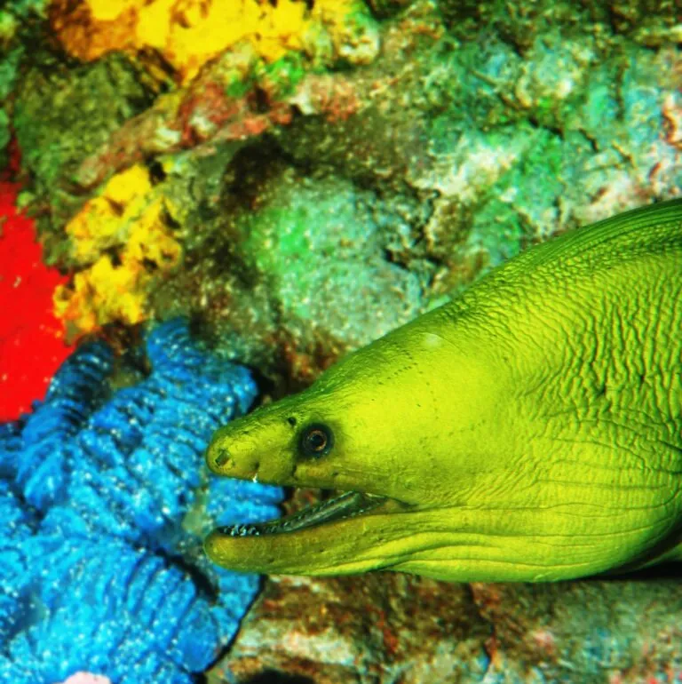 Green moray eel