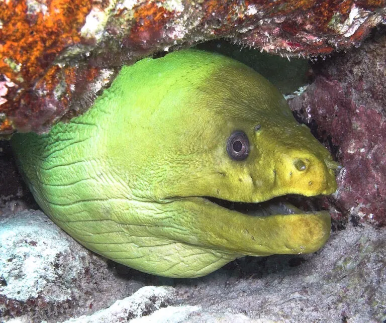 Green moray eel face