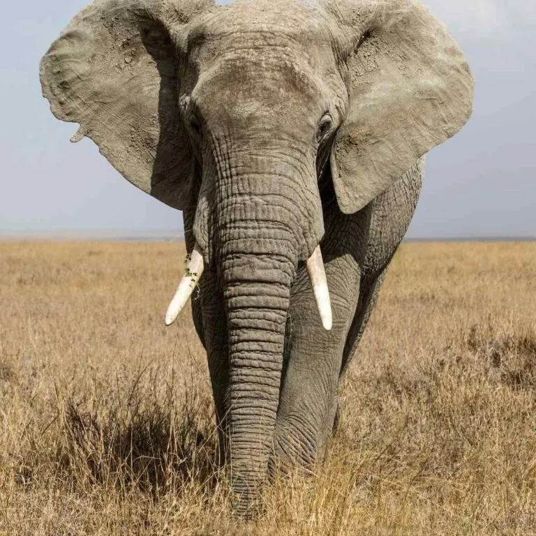Kenya Trip Elephant