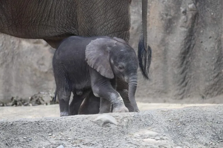 Elephant calf explores outside