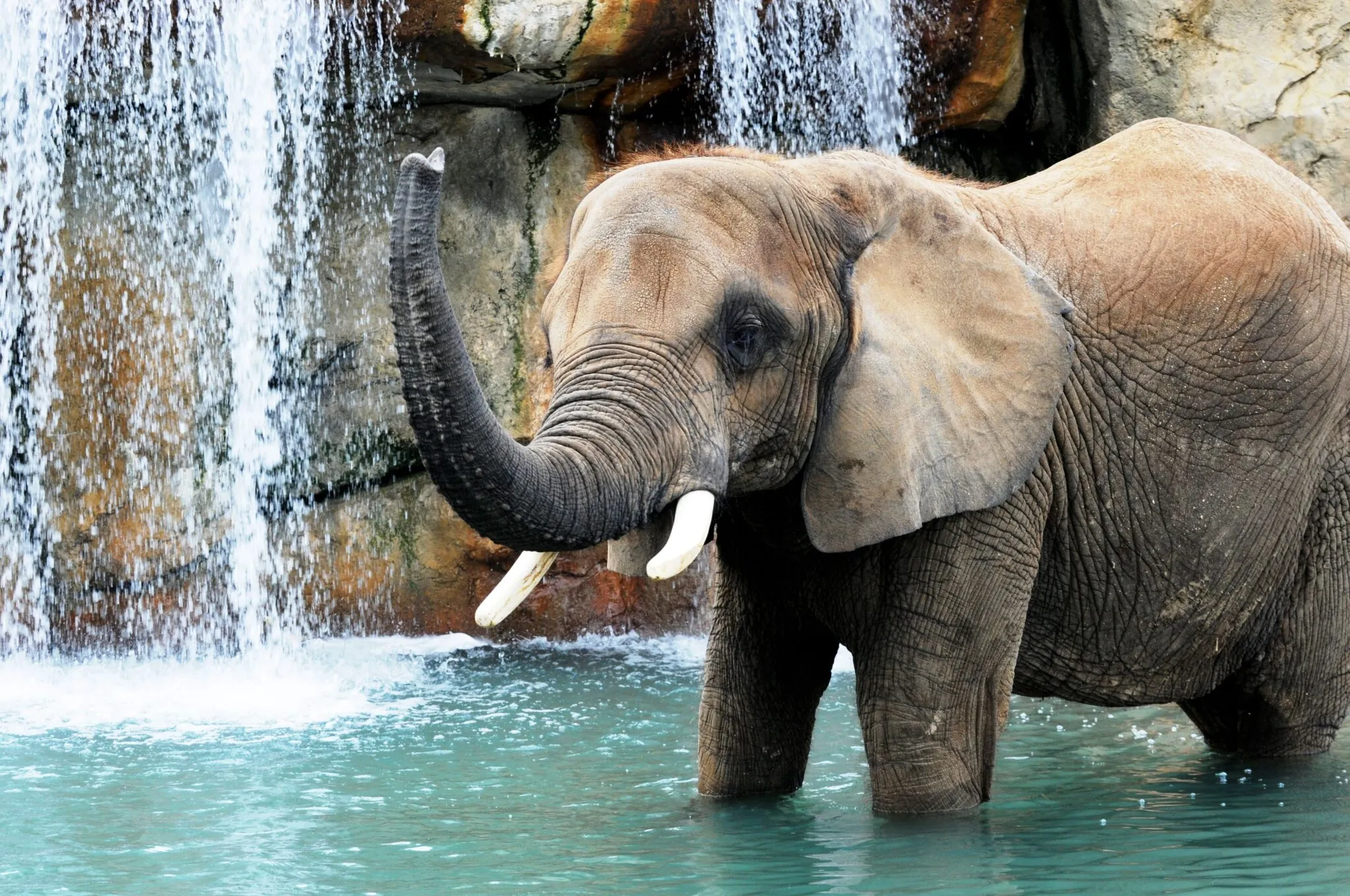 elephant playing in water