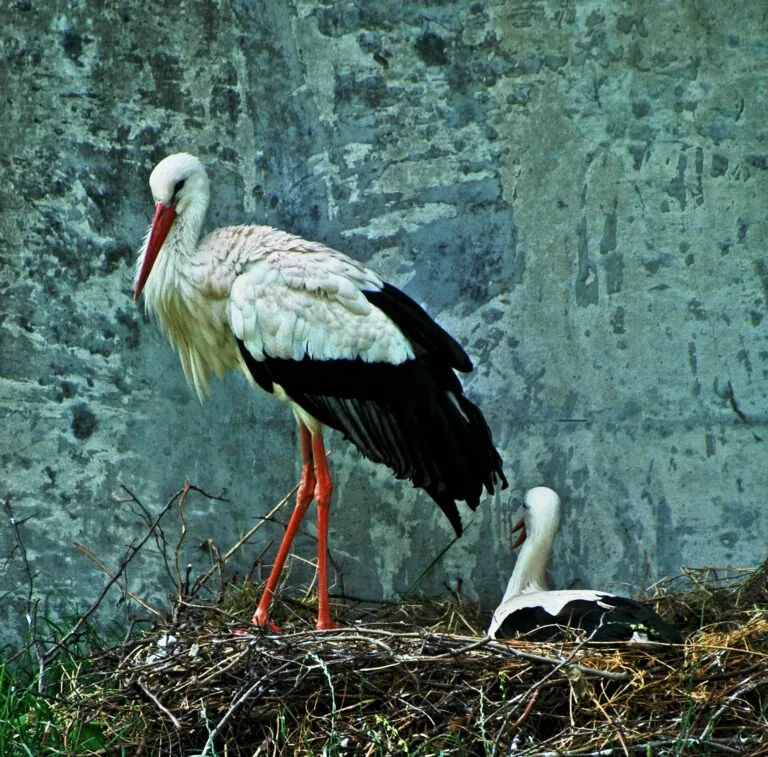 Storks in nest