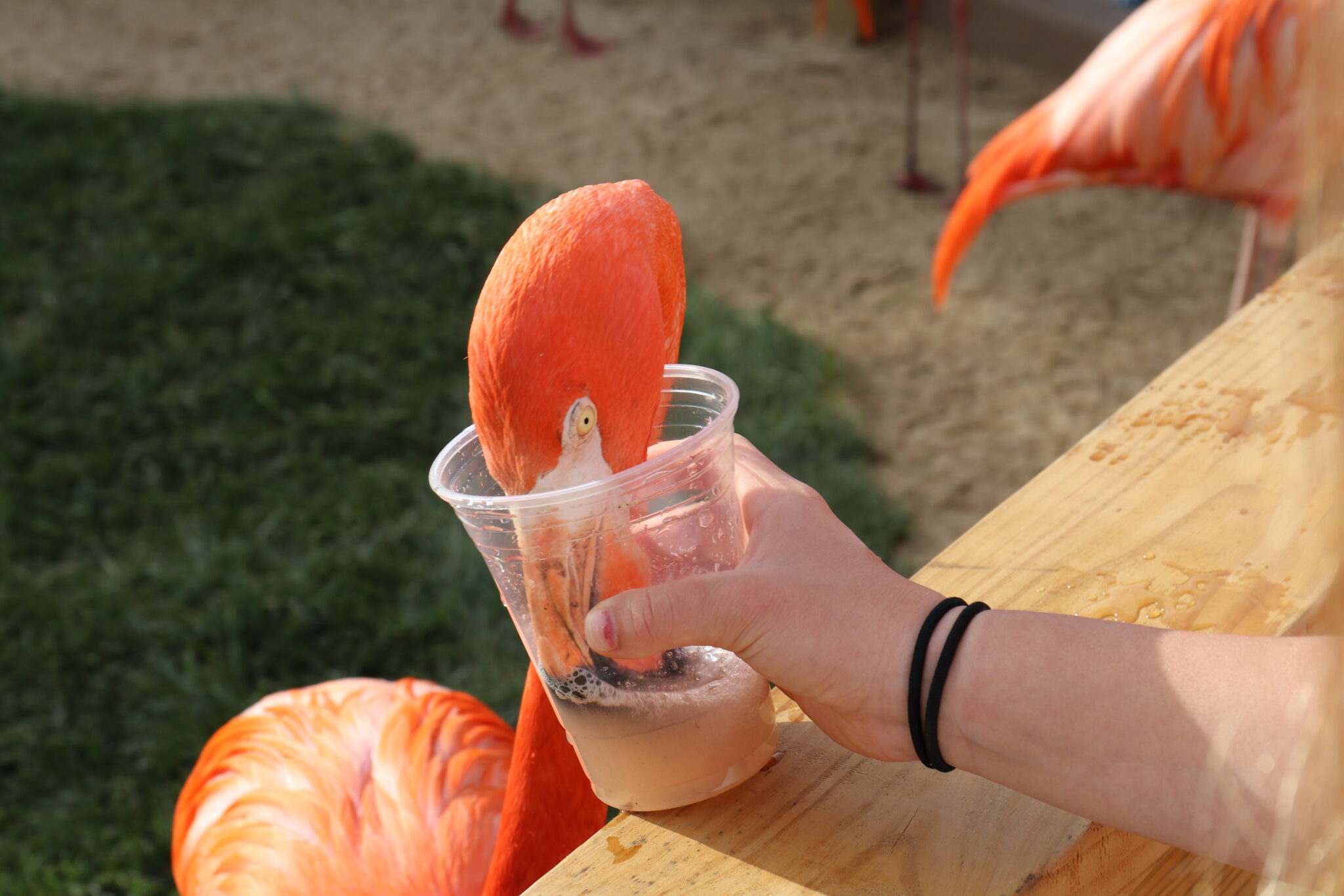 Closeup of Flamingo Feed
