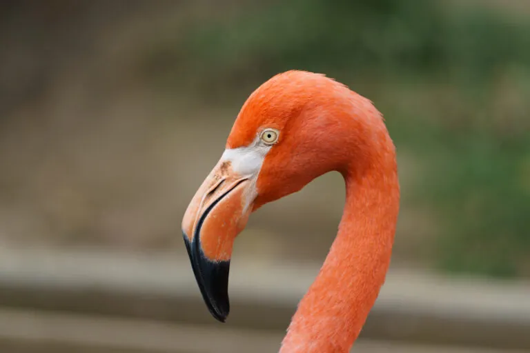Flamingo head and neck