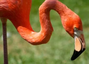 Flamingo head and neck