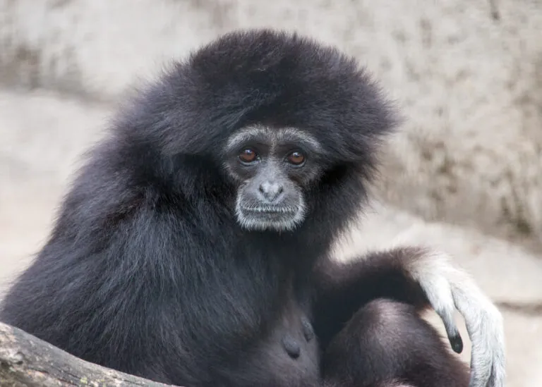 Black gibbon