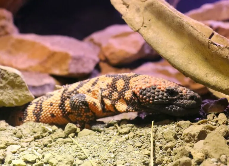 Gila monster with rocks