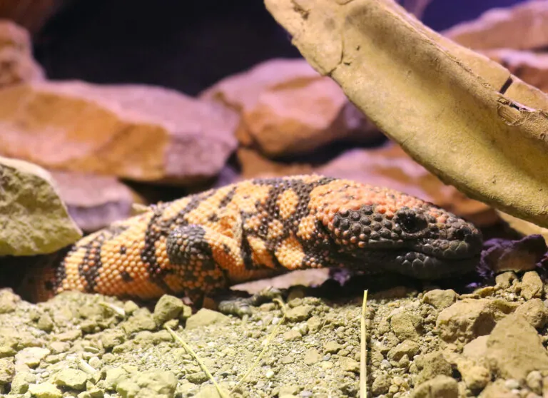 Gila monster with rocks