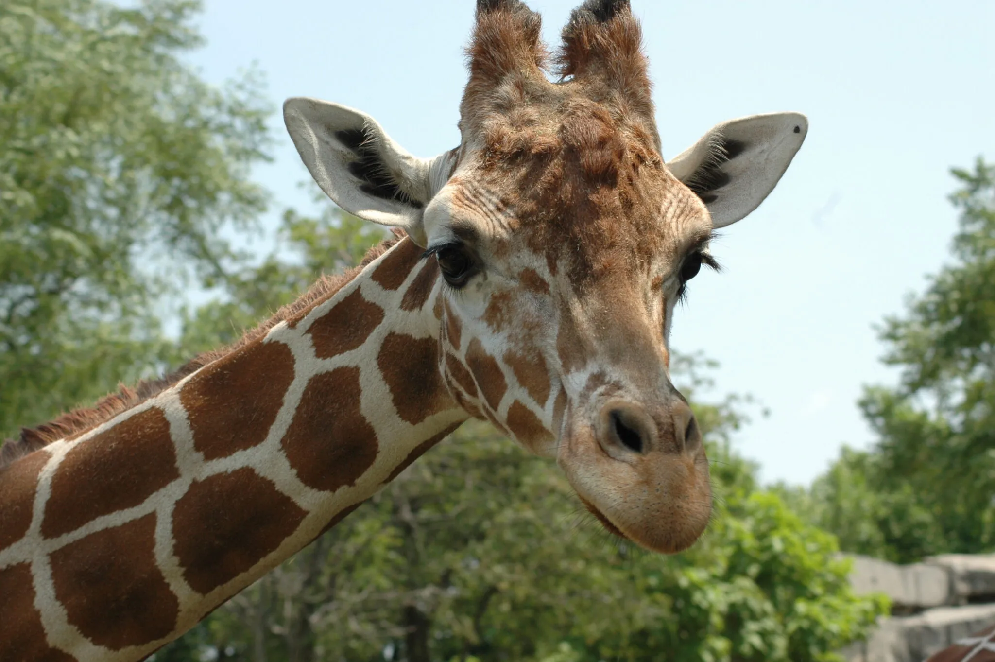 Giraffe head and neck