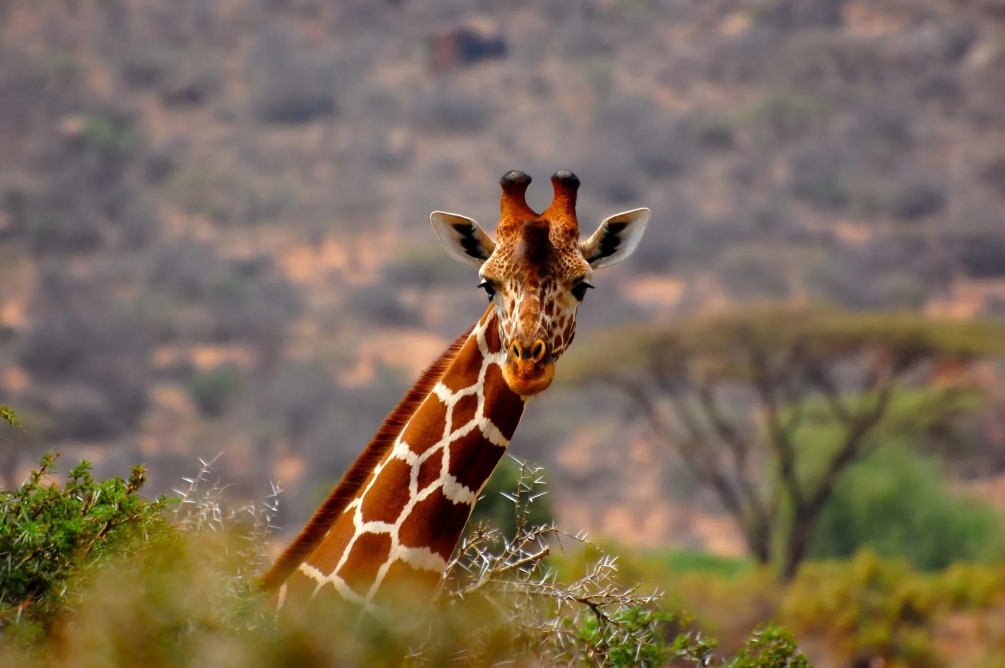 Kenya giraffe conservation