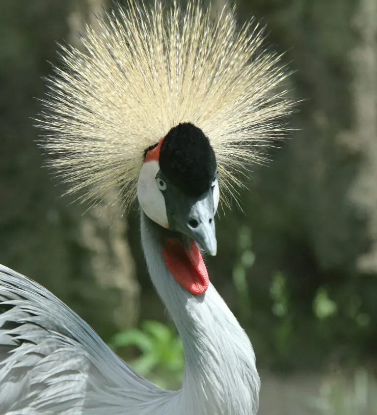 Grey-crowned crane