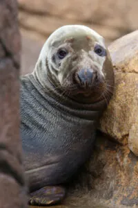 Grey seal face