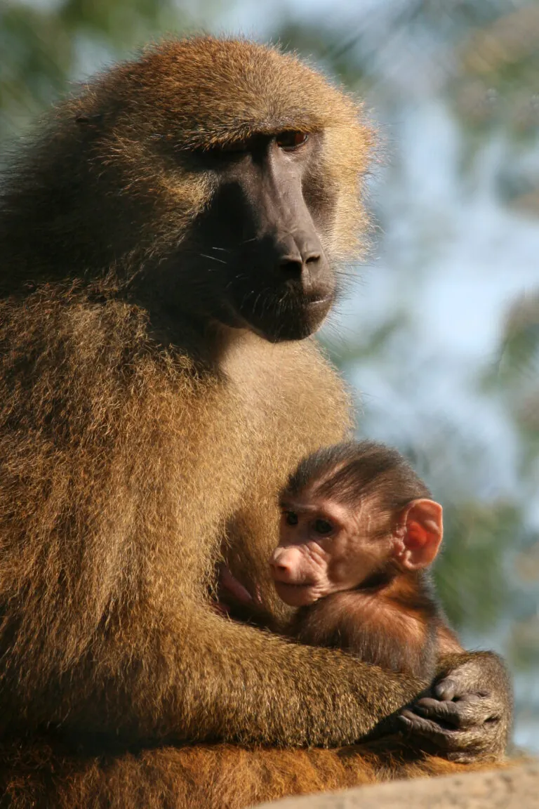 guinea baboon mother holding baby