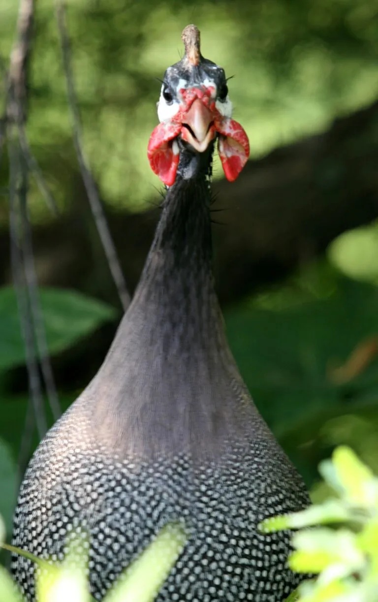 Helmeted guinea fowl