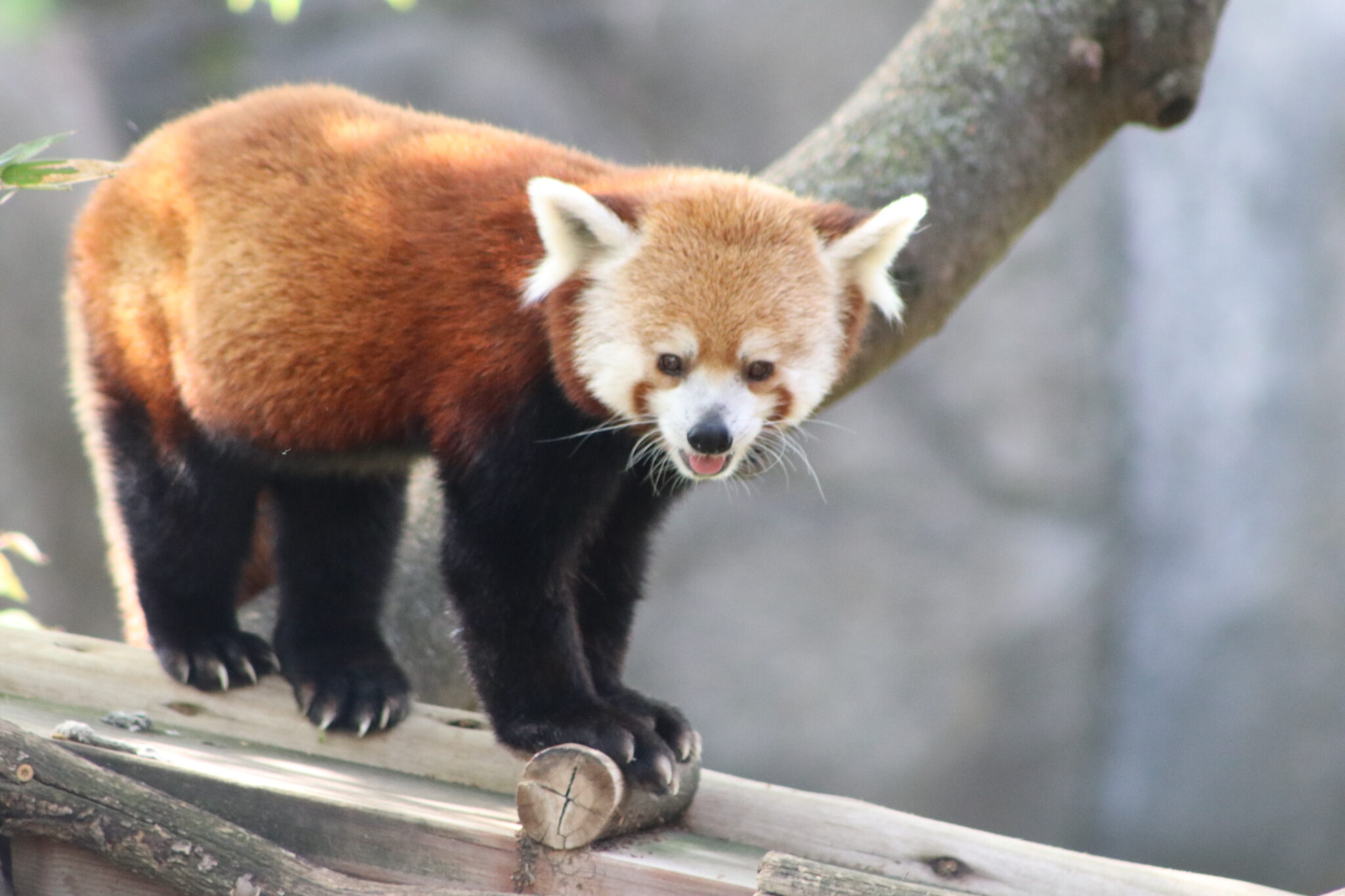 Randall the red panda on bamboo