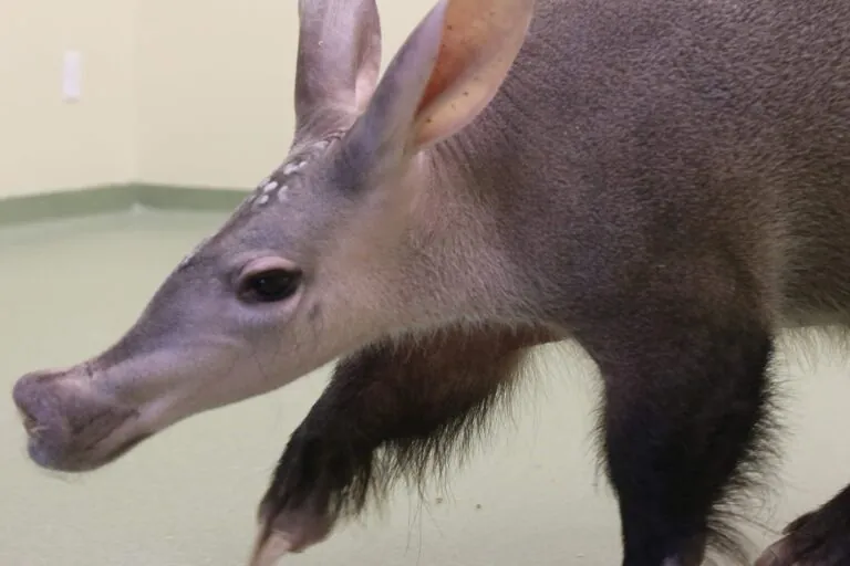 Picture of an aardvark