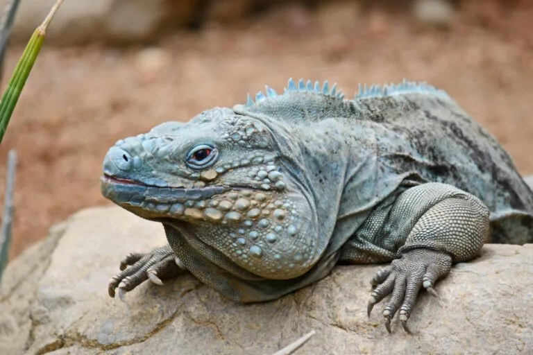 Grand Cayman blue iguana